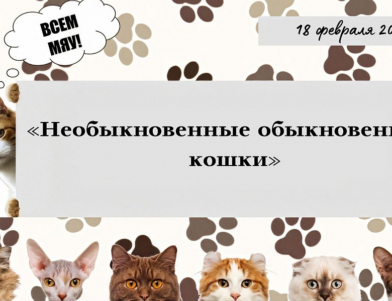 «Необыкновенные обыкновенные кошки»